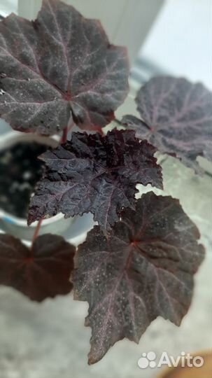 Комнатные растения цветы