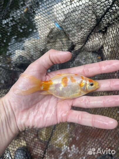 Золотая рыба комета