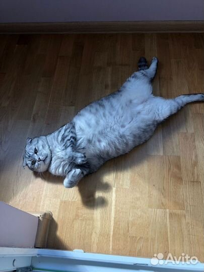 Коты в добрые руки