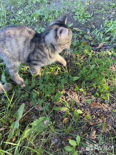 Отдам кошечку