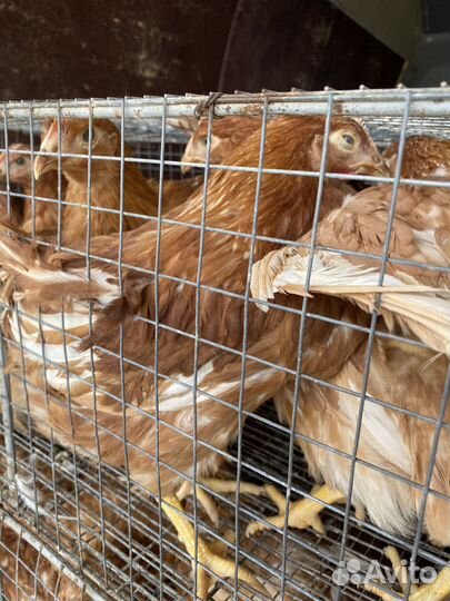 Курочки ломанн браун