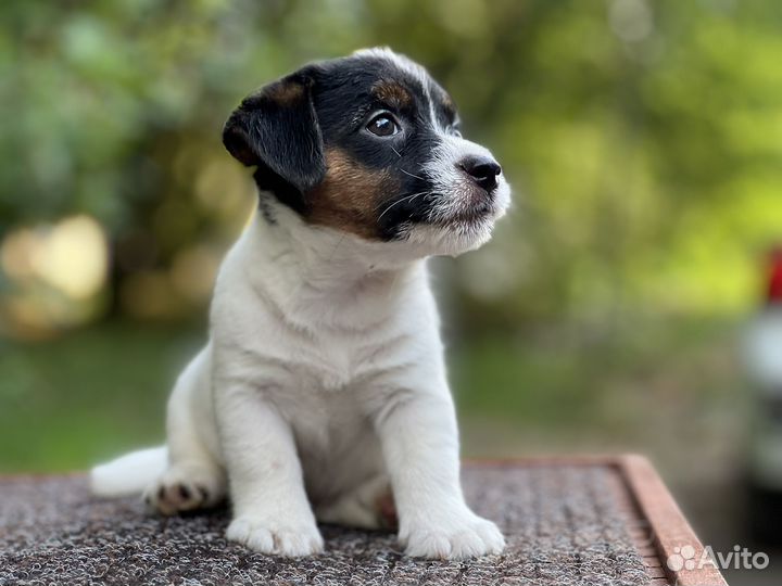 Щенки Джек Рассел терьер с документами