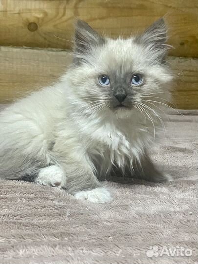 Рэгдолл(клубные)