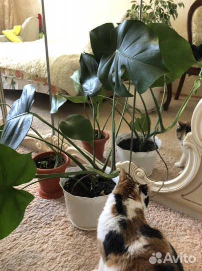 Монстера пальма цветы для дома и офиса