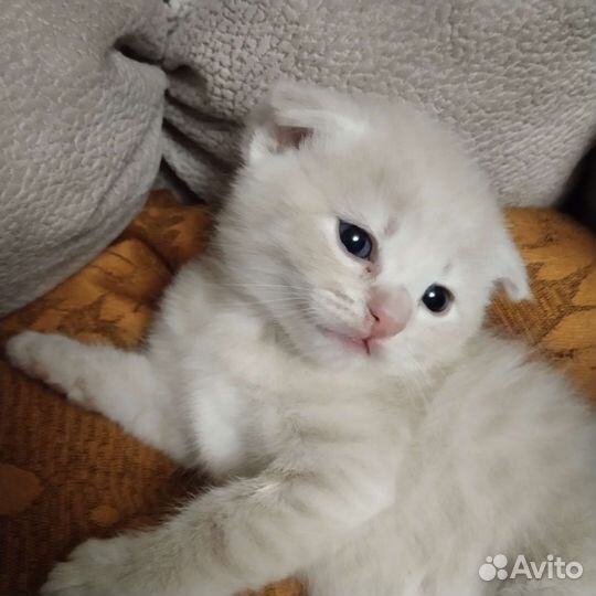 Котята