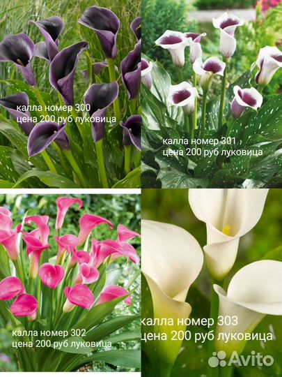 Клубни каллы