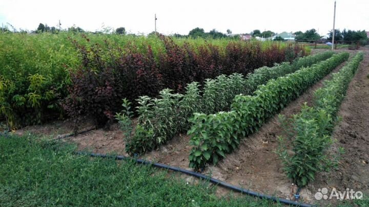 Саженцы плодовых деревьев