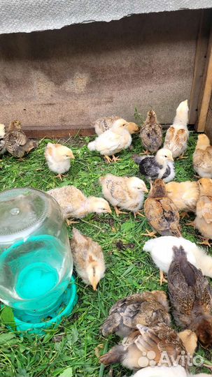 Цыплята
