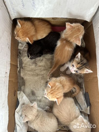 Котята в добрые руки