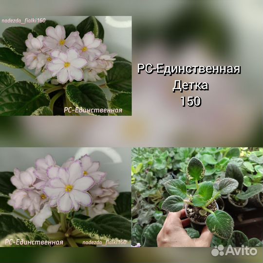 Фиалки сортовые