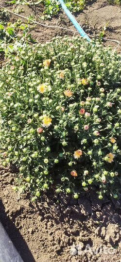 Хризантемы мультифлора