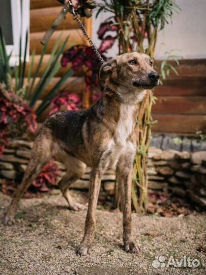 Собака в добрые руки отдам бесплатно