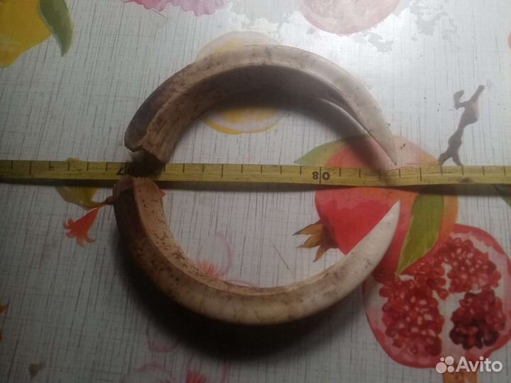 Клыки кабана