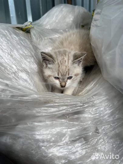 Кошка в дар