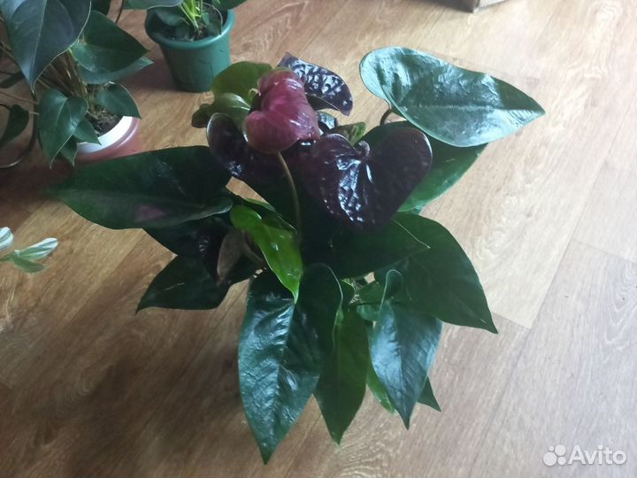 Антуриумы сортовые 7 видов Делёнки