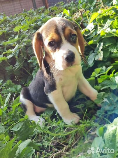 Бигль трехцветные щенки