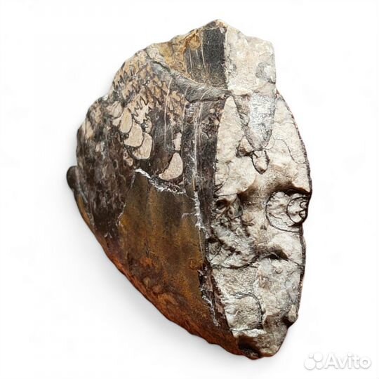Фрагмент аммонита Arctoceras / Окаменелости