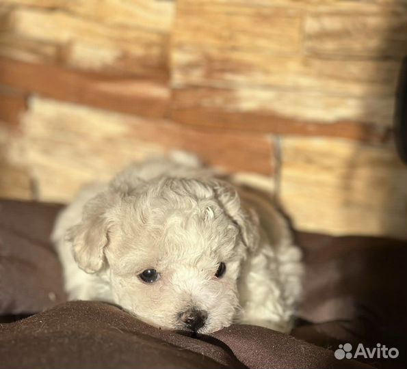 Бишон фризе