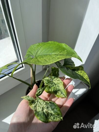 Сингониум Моттлед Махито