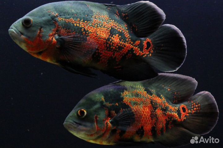 Астронотус