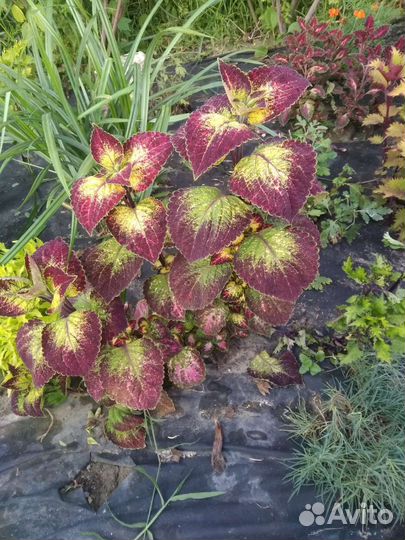 Колеусы вегетативные черенки