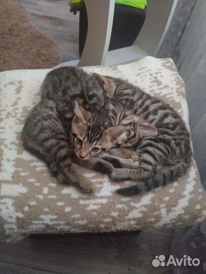 Котята в добрые руки 1,5 месяца