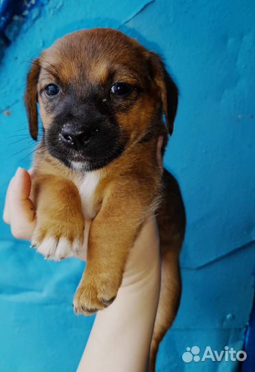 Собака в добрые руки отдам бесплатно