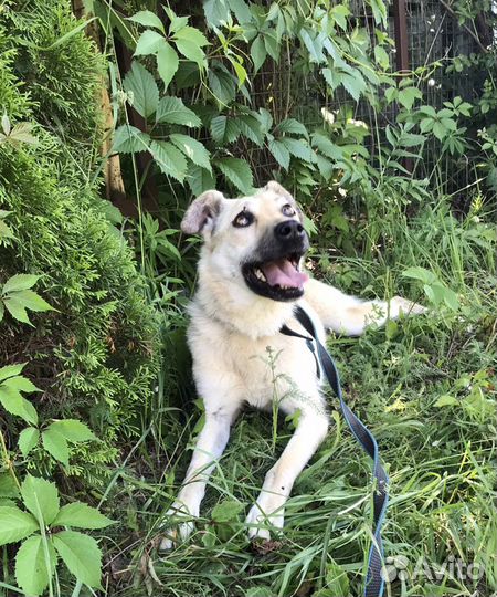 Буся милая собачка из приюта