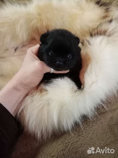 Померанский шпиц белый, черный, рыжий