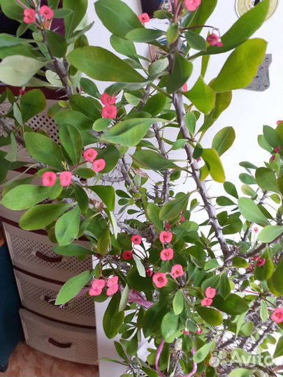 Молочай Миля 