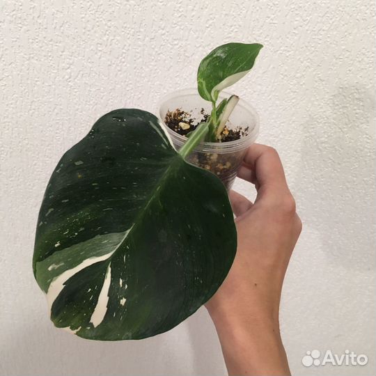 Филодендрон Вайт Визард (White Wizard)