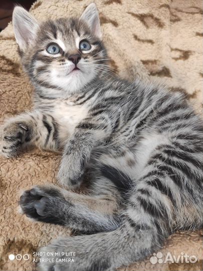 Котята