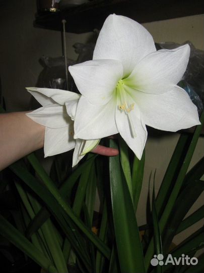 Белый и розовый гиппеаструм,зефирантес,алое,кливия