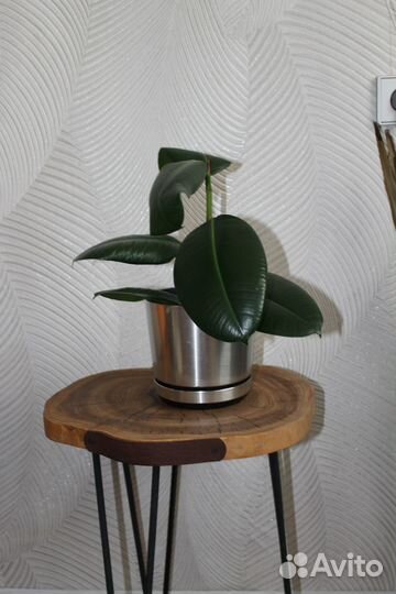 Фикус эластика 50 см с горшком