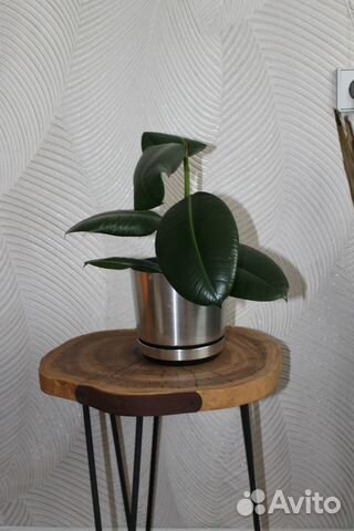 Фикус эластика 50 см с горшком