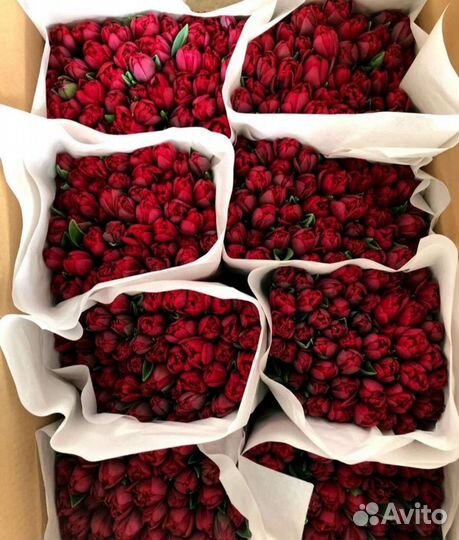 Тюльпаны свежие оптом от производителя