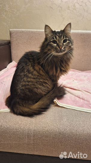 Кошечка Нюся