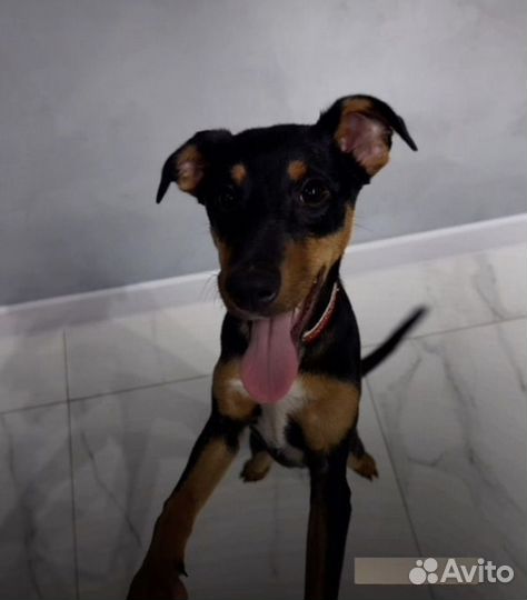 Собака в добрые руки