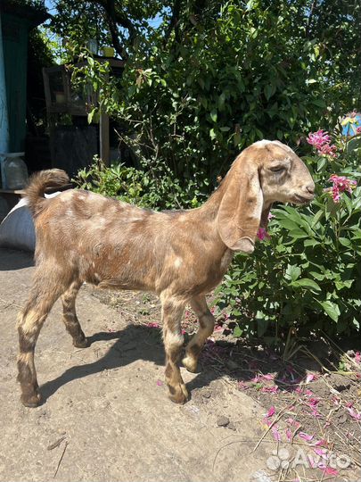 Нубийские козлята