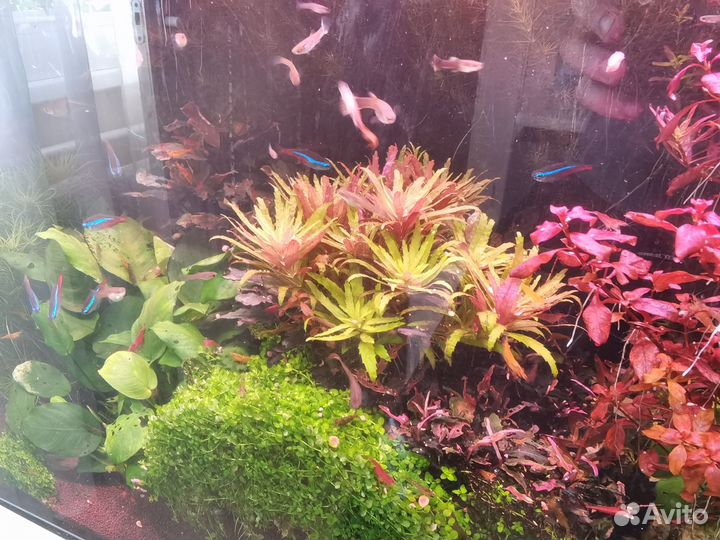 Растение лимнофила ароматика