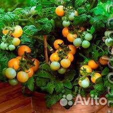 Рассада помидор томатов для подоконника и балкона