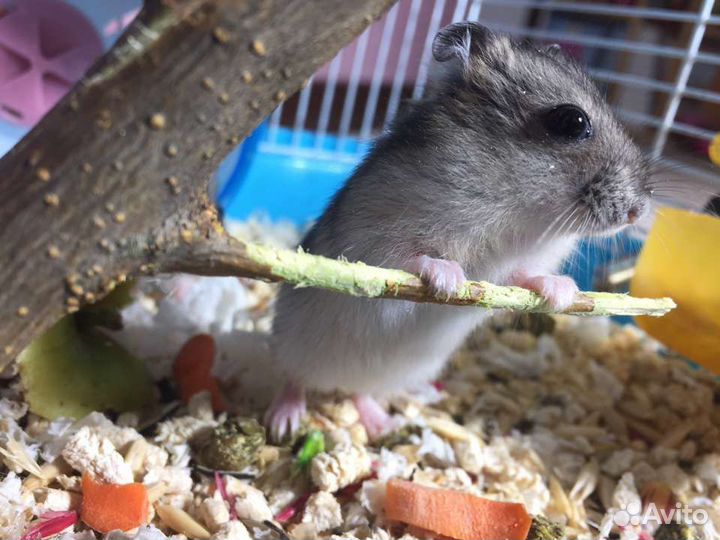 Хомячки Джунгарики