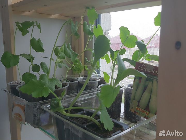 Рассада помидор огурцов перца кабачков