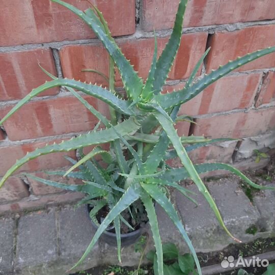 Алоэ и каланхоэ лечебные