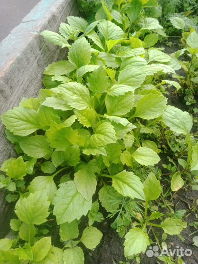 Рассада цветы Астр