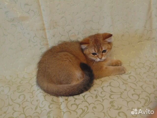Шотландские котята