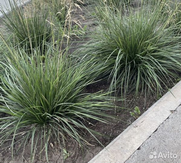 Декоративные злаки