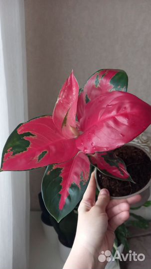 Аглаонема Рэд кочин, Чатра Монгол