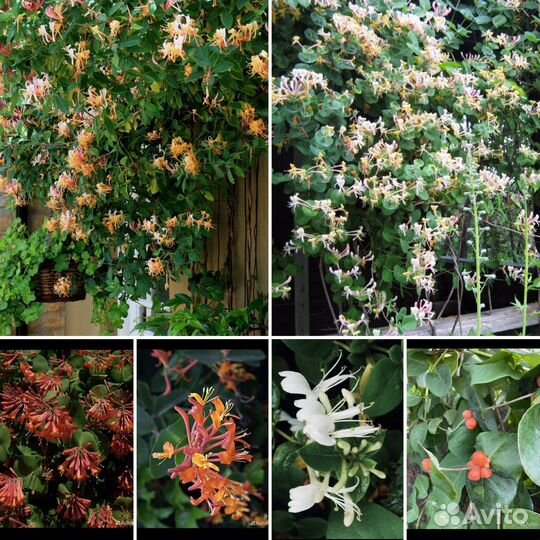 Жимолость каприфоль