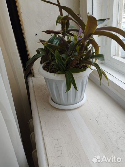 Комнатные растения цветы в ассортименте